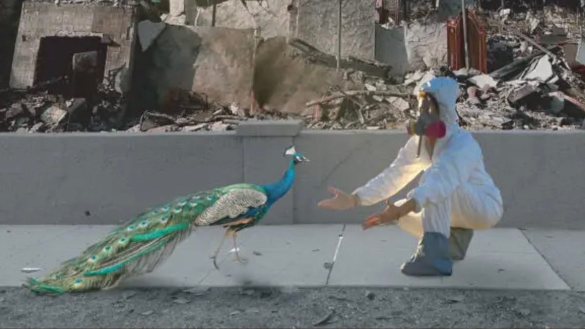 Ondi Timoner's All the Walls Came Down: An Ode to a Magical Place Devastated by LA Wildfires