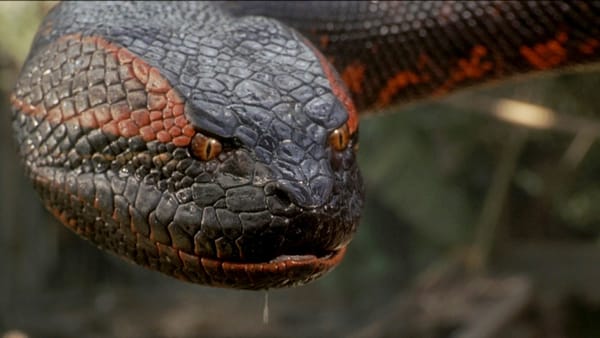 24 Random Thoughts While Watching Anaconda (1997)